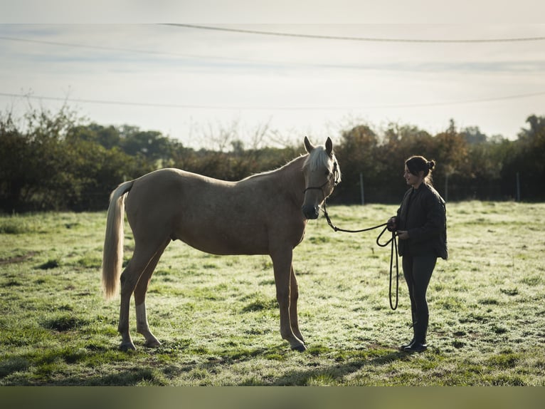 Autres races Croisé Étalon 2 Ans 175 cm Palomino in Loye sur Arnon