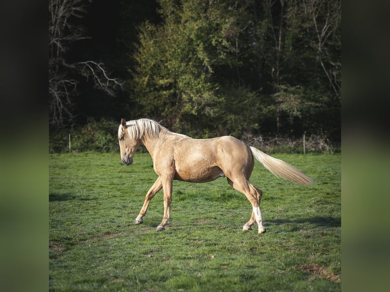 Autres races Croisé Étalon 2 Ans 175 cm Palomino in Loye sur Arnon