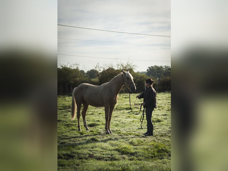 Autres races Croisé Étalon 2 Ans 175 cm Palomino in Loye sur Arnon