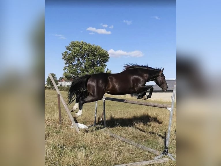 Autres races Étalon 2 Ans Palomino in Montmeillant