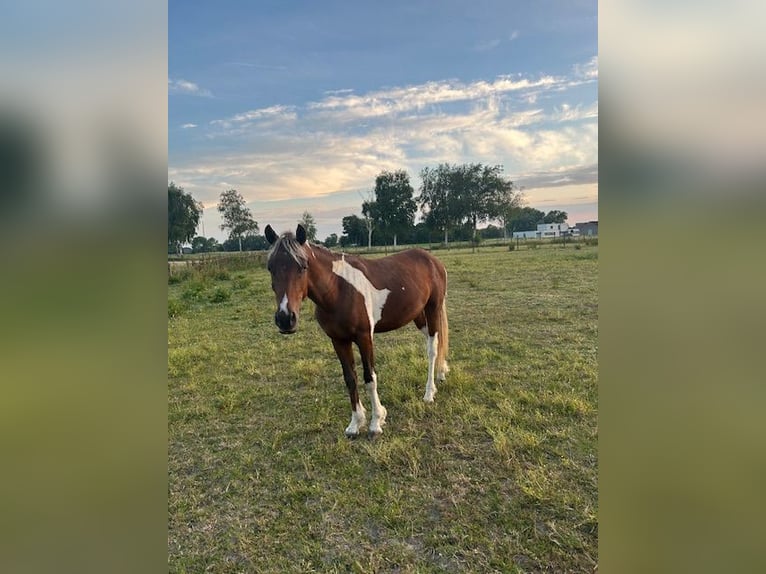 Autres races Étalon 3 Ans 135 cm  in Wijchmaal