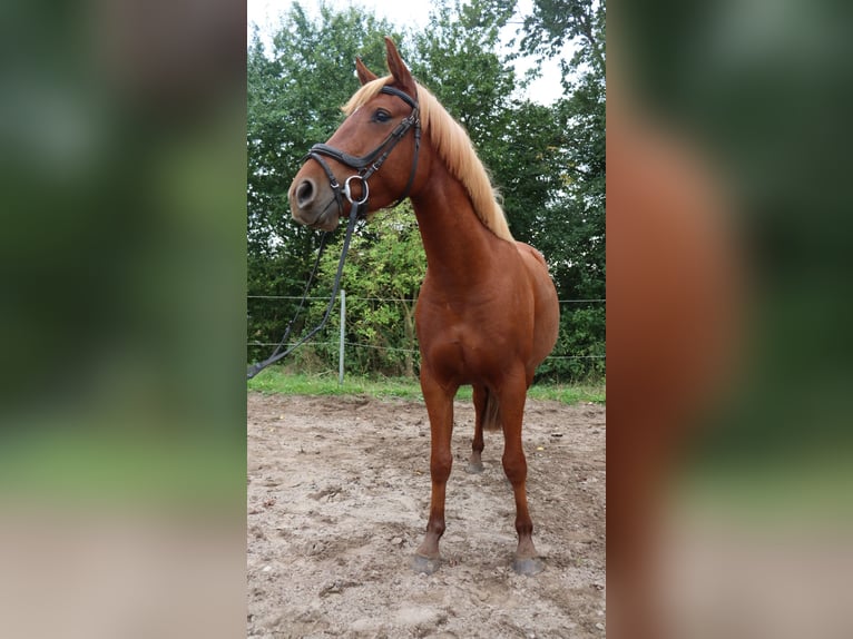 Autres races Croisé Étalon 3 Ans 146 cm Alezan in Schlichting