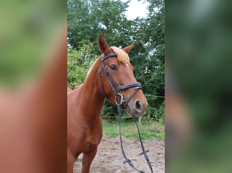 Autres races Croisé Étalon 3 Ans 146 cm Alezan in Schlichting