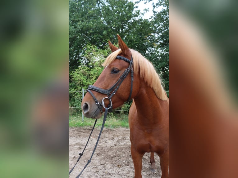 Autres races Croisé Étalon 3 Ans 146 cm Alezan in Schlichting