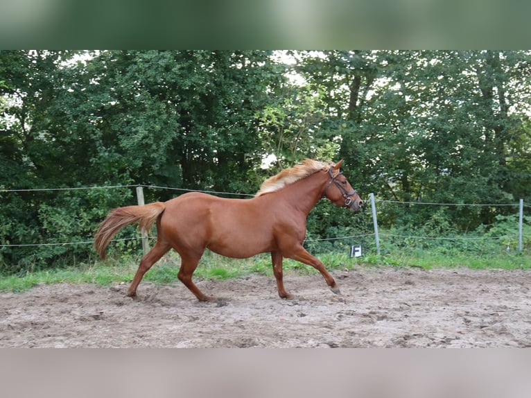 Autres races Croisé Étalon 3 Ans 146 cm Alezan in Schlichting