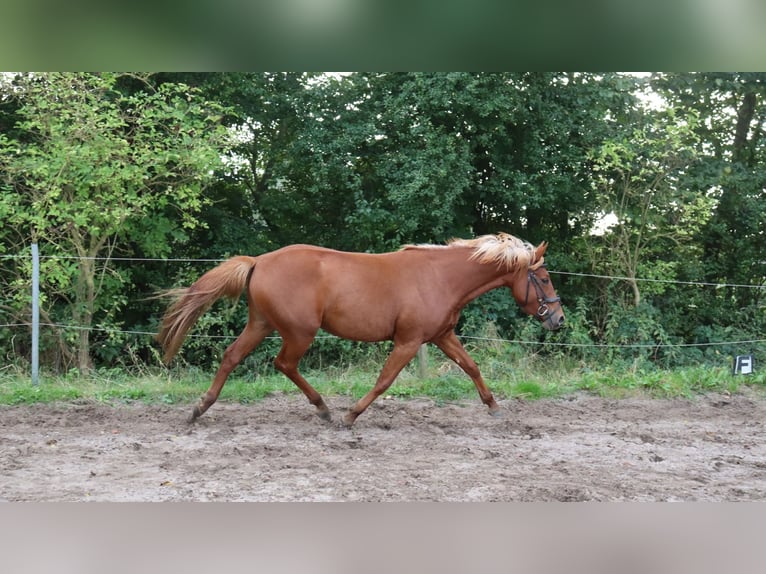 Autres races Croisé Étalon 3 Ans 146 cm Alezan in Schlichting