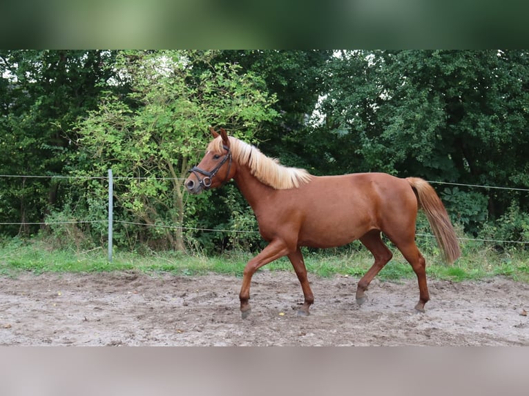 Autres races Croisé Étalon 3 Ans 146 cm Alezan in Schlichting