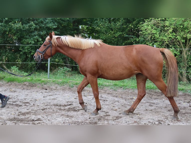 Autres races Croisé Étalon 3 Ans 146 cm Alezan in Schlichting