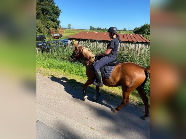 Autres races Croisé Étalon 3 Ans 146 cm Alezan in Schlichting