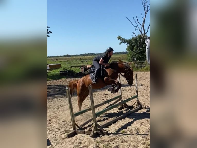 Autres races Croisé Étalon 3 Ans 146 cm Alezan in Schlichting