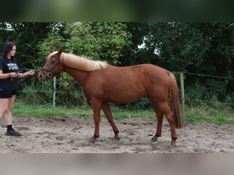 Autres races Croisé Étalon 3 Ans 146 cm Alezan in Schlichting