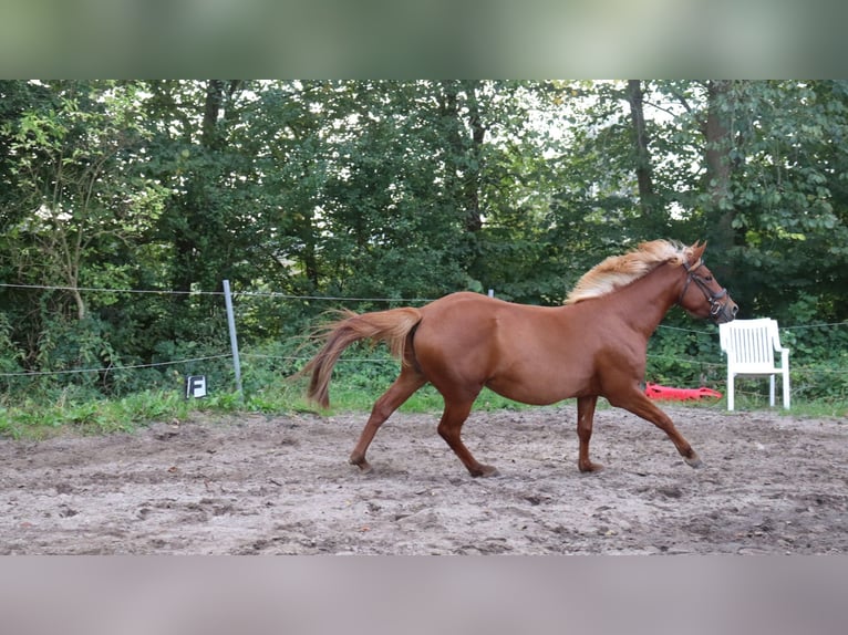 Autres races Croisé Étalon 3 Ans 146 cm Alezan in Schlichting