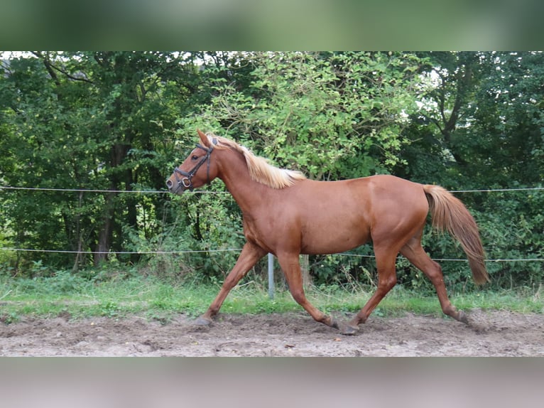 Autres races Croisé Étalon 3 Ans 146 cm Alezan in Schlichting