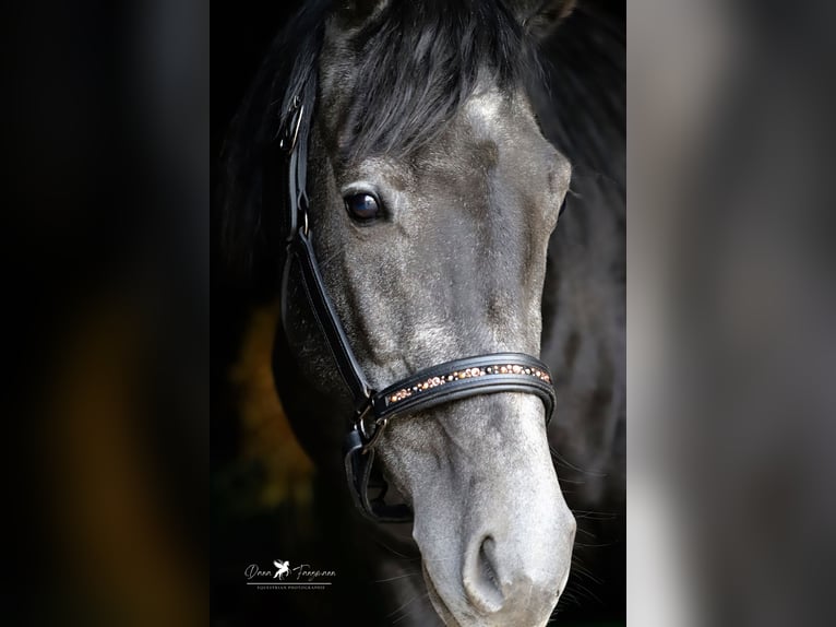 Autres races Croisé Étalon 3 Ans 150 cm Gris noir in Versmold