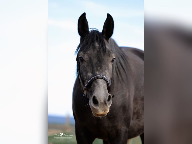 Autres races Croisé Étalon 3 Ans 150 cm Gris noir in Versmold