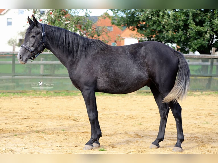 Autres races Croisé Étalon 3 Ans 150 cm Gris noir in Versmold