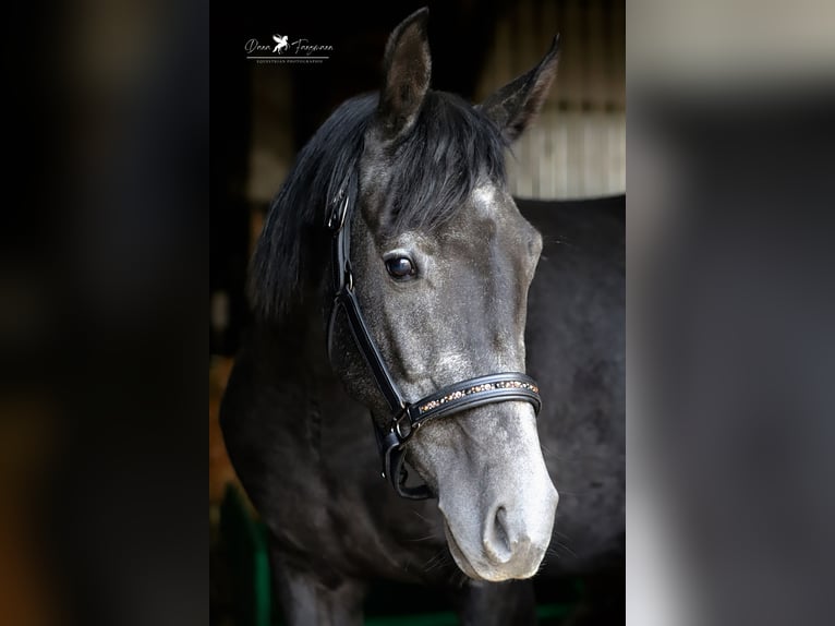 Autres races Croisé Étalon 3 Ans 150 cm Gris noir in Versmold