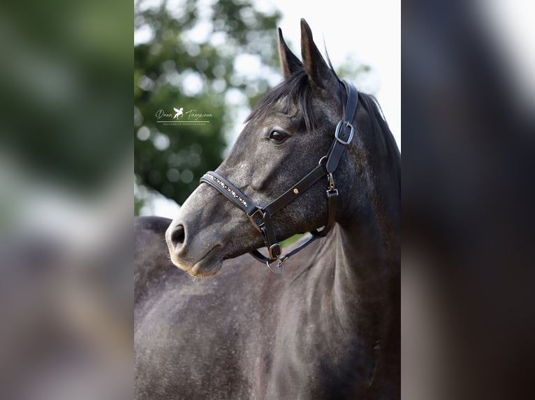 Autres races Croisé Étalon 3 Ans 150 cm Gris noir in Versmold