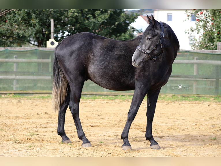 Autres races Croisé Étalon 3 Ans 150 cm Gris noir in Versmold