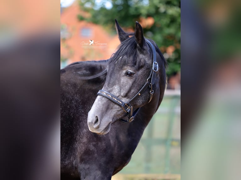 Autres races Croisé Étalon 3 Ans 150 cm Gris noir in Versmold