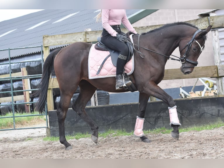 Autres races Étalon 3 Ans 151 cm Bai brun in Achtmaal