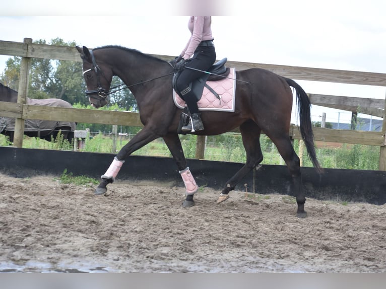 Autres races Étalon 3 Ans 151 cm Bai brun in Achtmaal