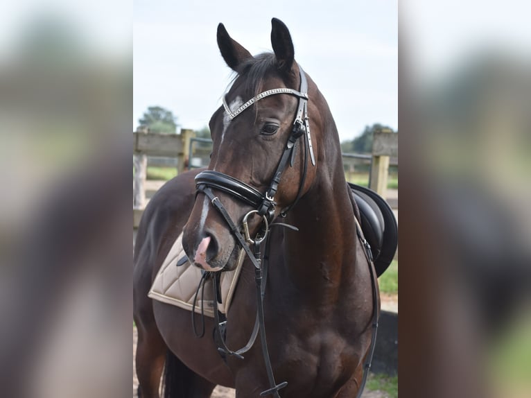 Autres races Étalon 3 Ans 151 cm Bai brun in Achtmaal