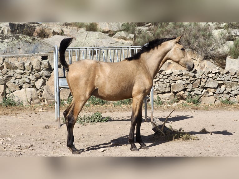 Autres races Étalon 3 Ans 154 cm Buckskin in NAVAS DEL MADRONO