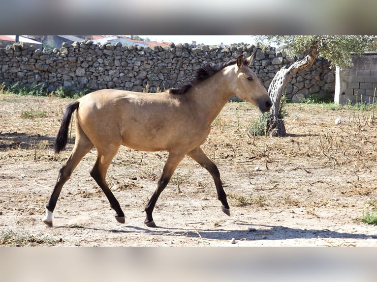 Autres races Étalon 3 Ans 154 cm Buckskin in NAVAS DEL MADRONO