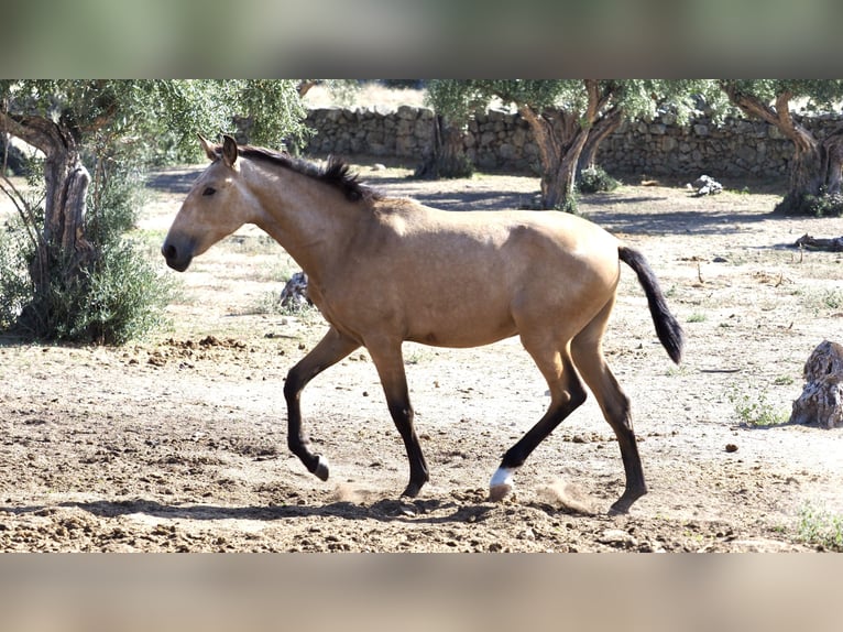 Autres races Étalon 3 Ans 154 cm Buckskin in NAVAS DEL MADRONO