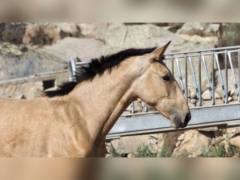 Autres races Étalon 3 Ans 154 cm Buckskin in NAVAS DEL MADRONO