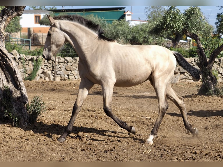 Autres races Étalon 3 Ans 154 cm Buckskin in NAVAS DEL MADRONO