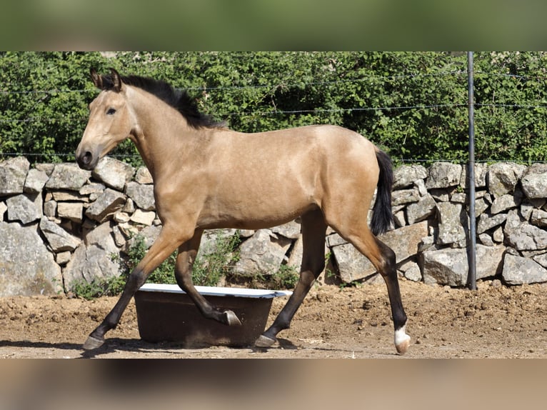 Autres races Étalon 3 Ans 154 cm Buckskin in NAVAS DEL MADRONO