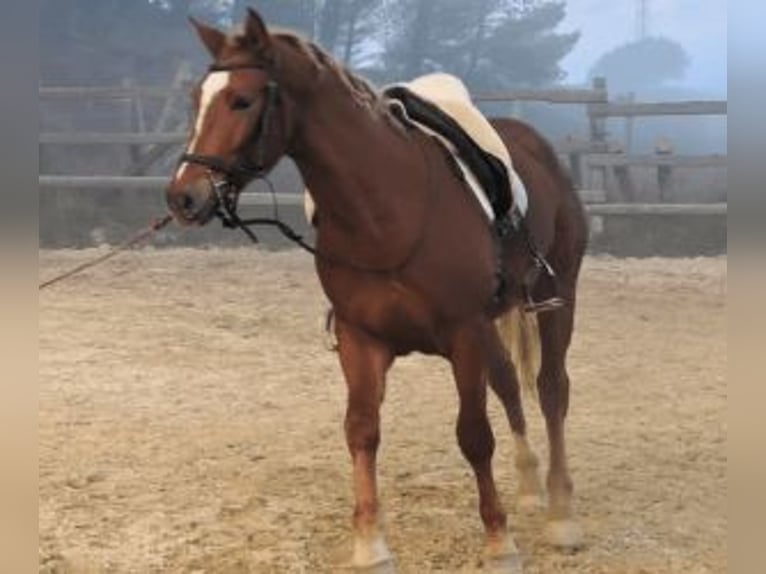 Autres races Croisé Étalon 3 Ans 160 cm Alezan brûlé in Bilbao