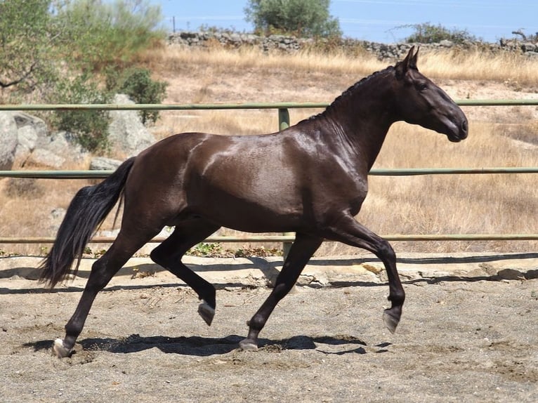 Autres races Étalon 3 Ans 163 cm Noir in NAVAS DEL MADRONO