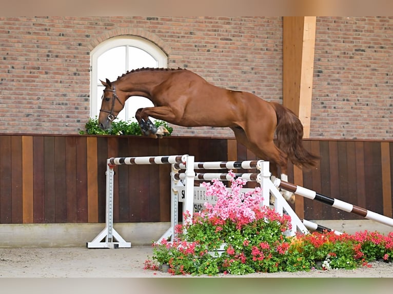 Autres races Étalon 3 Ans 167 cm Alezan in Bladel