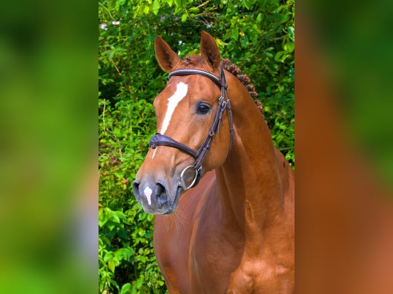 Autres races Étalon 3 Ans 167 cm Alezan in Bladel