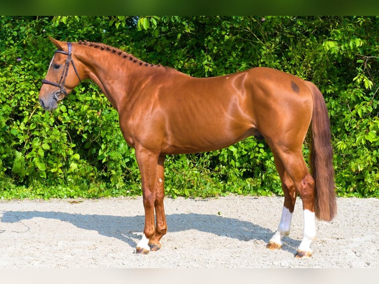 Autres races Étalon 3 Ans 167 cm Alezan in Bladel