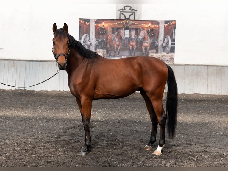 Autres races Étalon 3 Ans 167 cm Bai cerise in Pleven
