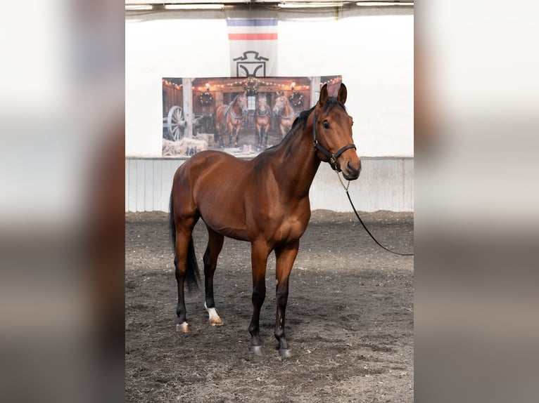 Autres races Étalon 3 Ans 167 cm Bai cerise in Pleven