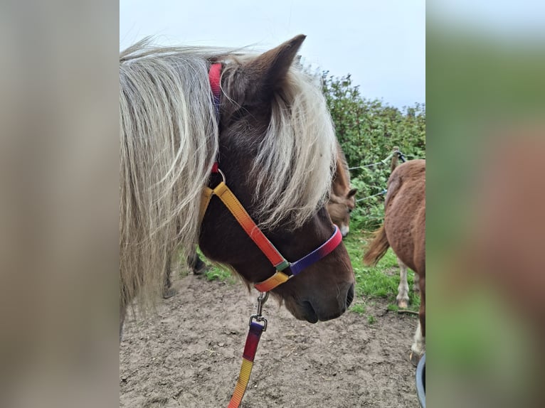 Autres races Croisé Étalon 4 Ans 115 cm  in Emst