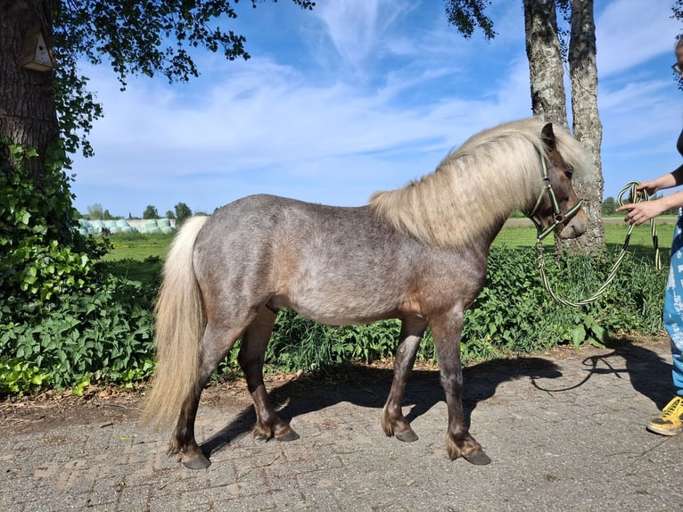 Autres races Croisé Étalon 4 Ans 115 cm  in Emst