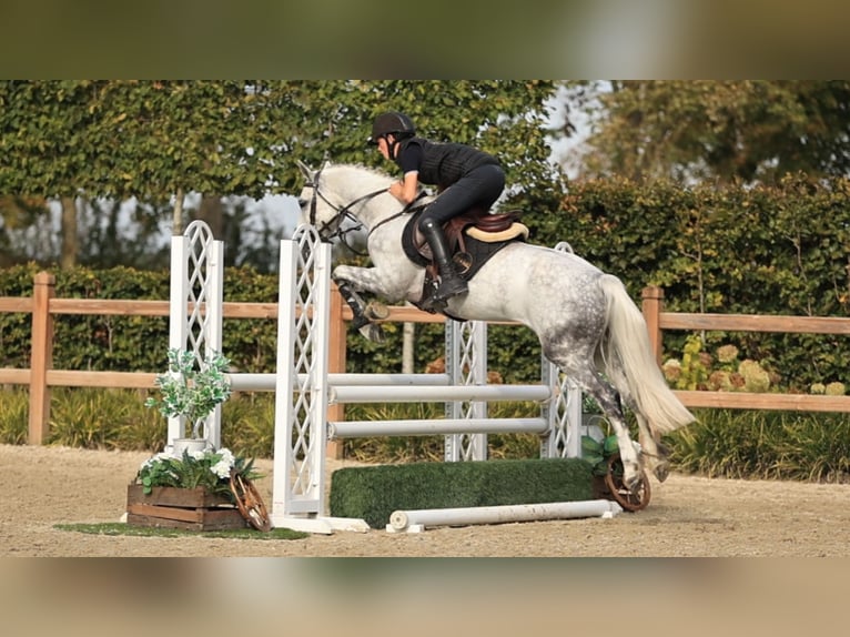 Autres races Étalon 4 Ans 144 cm  in Oost West en Middelbeers