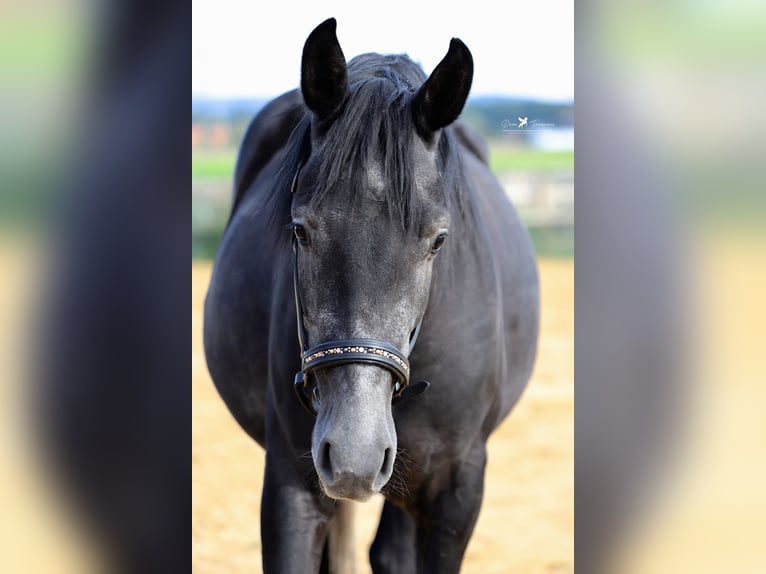 Autres races Croisé Étalon 4 Ans 150 cm Gris noir in Versmold