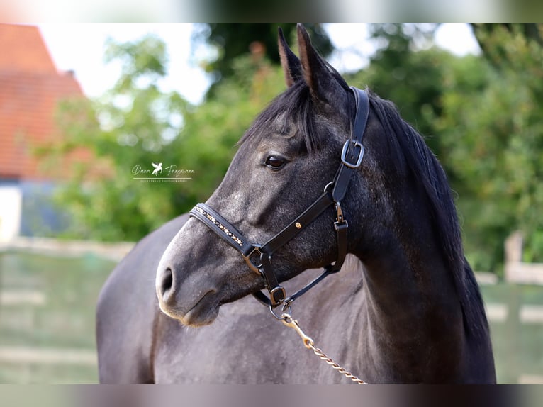 Autres races Croisé Étalon 4 Ans 150 cm Gris noir in Versmold