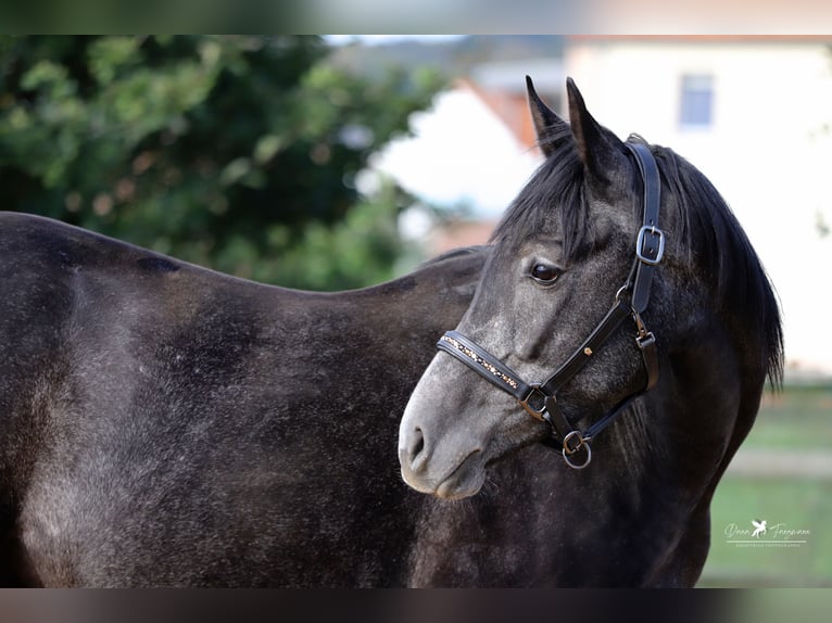 Autres races Croisé Étalon 4 Ans 150 cm Gris noir in Versmold