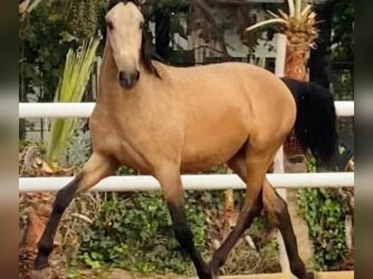 Autres races Croisé Étalon 4 Ans 166 cm Bai cerise in Malaga