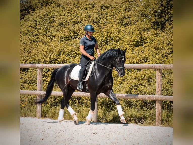 Autres races Étalon 4 Ans 166 cm Noir in Grury