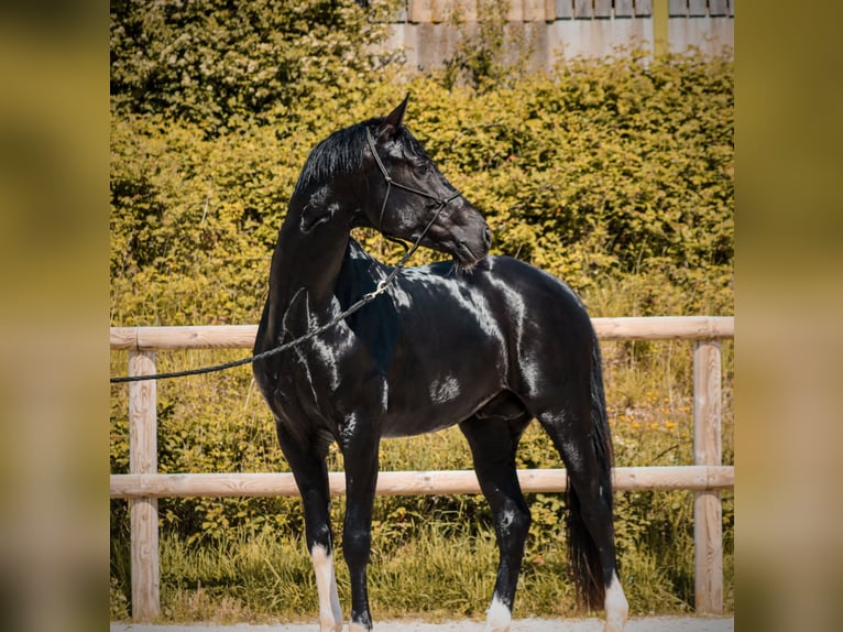 Autres races Étalon 4 Ans 166 cm Noir in Grury