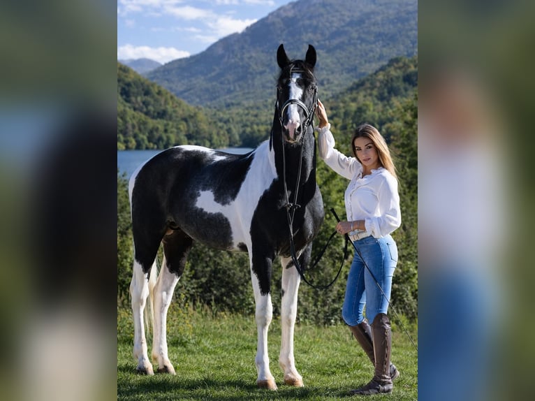 Autres races Étalon 4 Ans 170 cm Pinto in Sassuolo